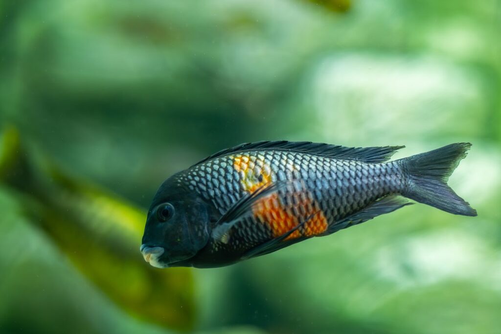 Pez de colores nadando en un acuario, ilustrando el juego Chillquarium para Android